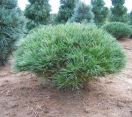 ´Merrimack´ Eastern White Pine
